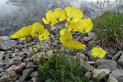 43 Papavero alpino (Papaver rhaetichum)nei macereti del Mandrone